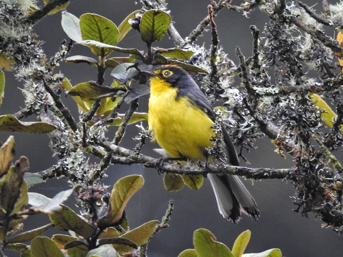 Spectacled Whitestart (Myioborus melanocephalus), photo 4