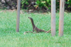 Varanus panoptes