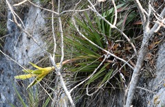 Tillandsia beutelspacheri