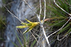 Tillandsia beutelspacheri
