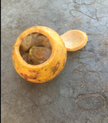 Strychnos cocculoides