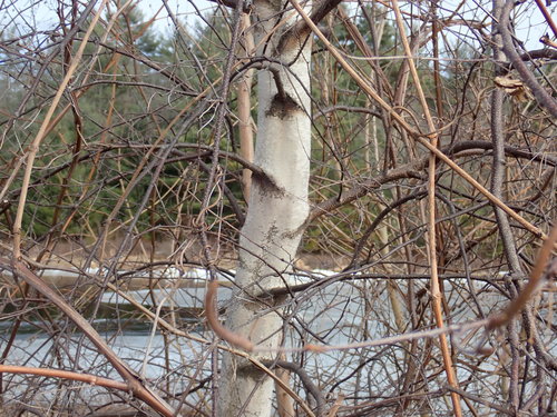 gray birch