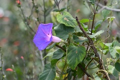 Ipomoea mitchelliae