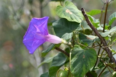 Ipomoea mitchelliae