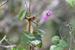 Ipomoea mitchelliae