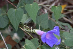 Ipomoea mitchelliae