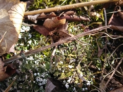 Cladonia mateocyatha