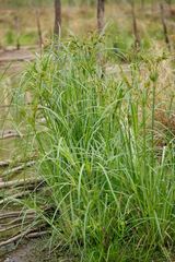 Cyperus exaltatus