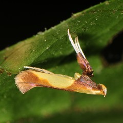 Caloptilia superbifrontella