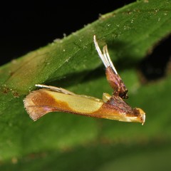 Caloptilia superbifrontella