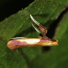 Caloptilia superbifrontella