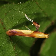 Caloptilia superbifrontella