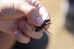 Anthiinae