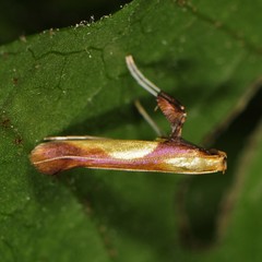 Caloptilia superbifrontella
