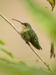 Lafresnaya lafresnayi