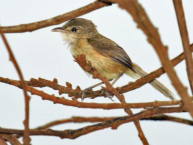 Rufous-sided Scrub-Tyrant photo