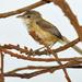 Rufous-sided Scrub-Tyrant - Photo (c) upupamartin, some rights reserved (CC BY-NC-ND), uploaded by upupamartin