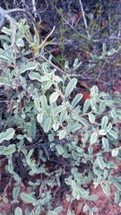 Hermannia holosericea