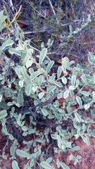 Hermannia holosericea