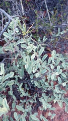 Hermannia holosericea