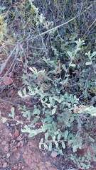 Hermannia holosericea