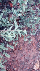 Hermannia holosericea