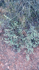 Hermannia holosericea