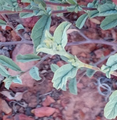 Hermannia holosericea