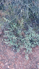 Hermannia holosericea