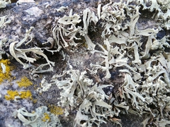 Ramalina capitata