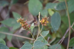 Rhynchosia longeracemosa