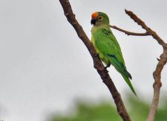 Eupsittula aurea