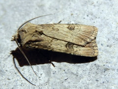 Agrotis puta