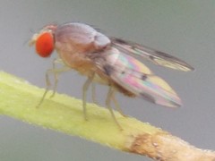 Steganinae