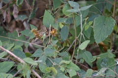 Rhynchosia longeracemosa