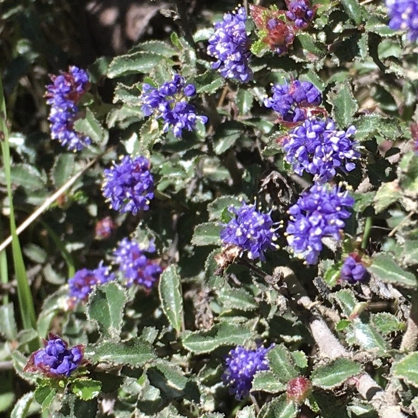 Ceanothus foliosus var. foliosus