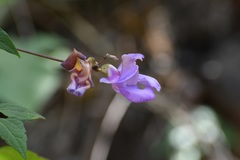 Jewel Orchid (Sigmoidotropis speciosa)