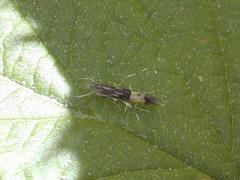 Cosmopterix clemensella