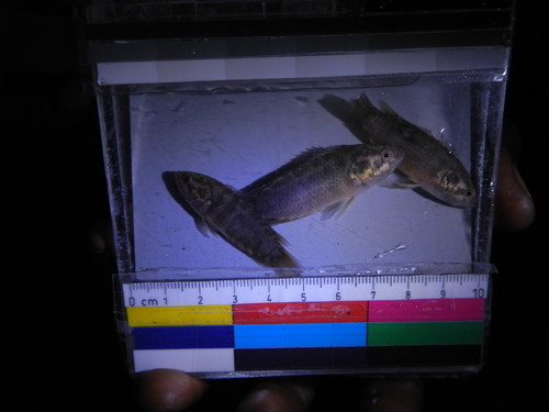 Dwarf climbing perch (Microctenopoma nanum) — Anabantidae — 5