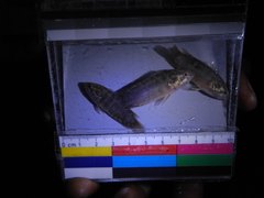Microctenopoma