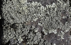 Xanthoparmelia plittii