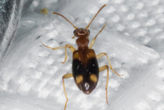 Stricticomus tobias