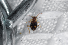 Stricticomus tobias