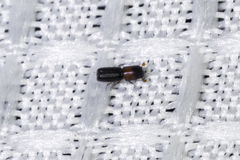 Monarthrum dentigerum