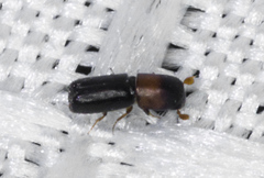 Monarthrum dentigerum