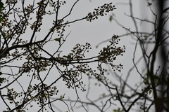 Robinsonella glabrifolia, photograph (c) Neptalí Ramírez Marcial, some rights reserved (CC BY)
