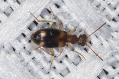 Stricticomus tobias