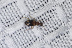 Stricticomus tobias