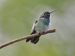 Colibri serrirostris