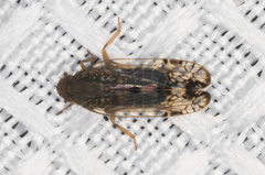 Platycixius calvus
